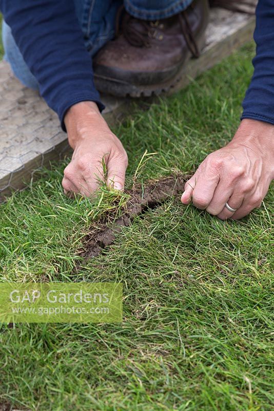 Ensuring separate rolls of turf line up when placed in position