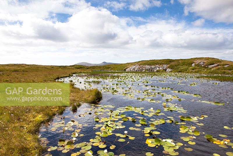 White Water Lily growing in the wild on a lochan on North Uist, Outer Hebrides. Nymphaea alba