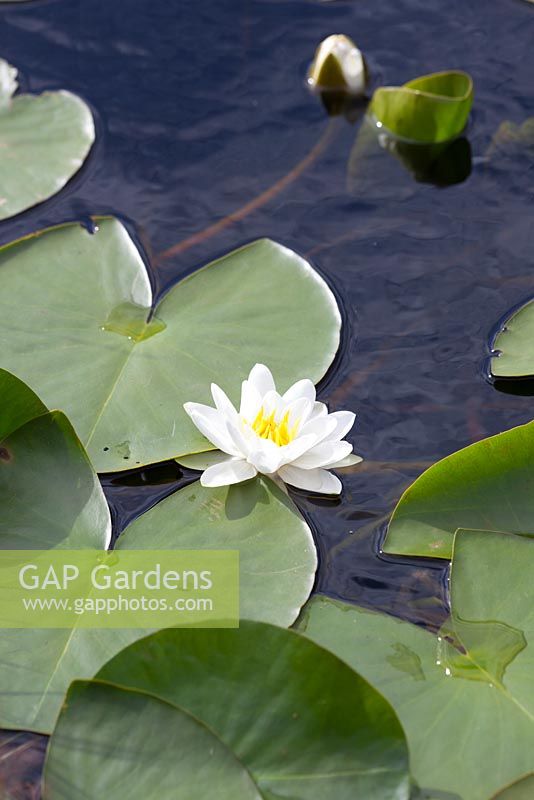 Nymphaea alba - White Water Lily growing in the wild on a lochan on North Uist, Outer Hebrides. 