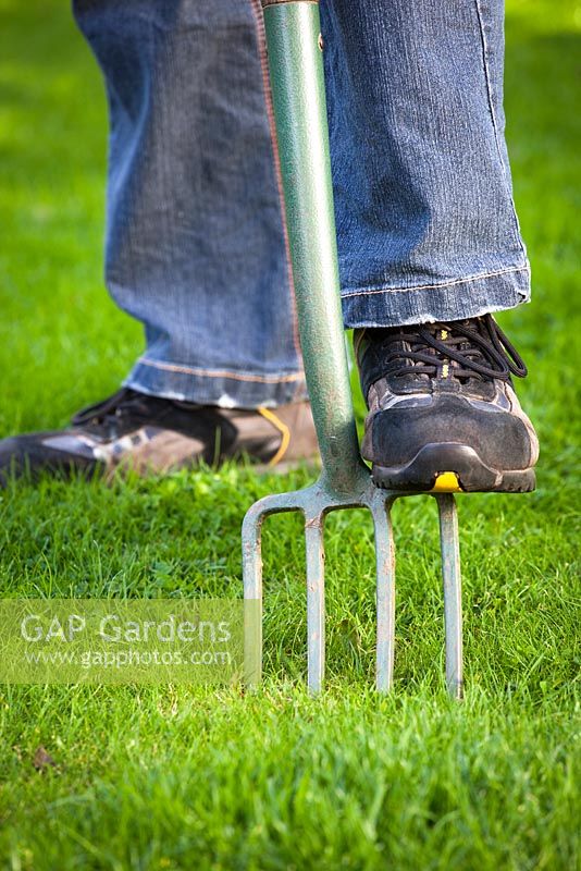Aerating a lawn with a fork
