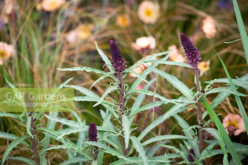 Lysimachia atropurpurea 'Beaujolais' in front of Carex testacea and Geum 'Mai Tai'