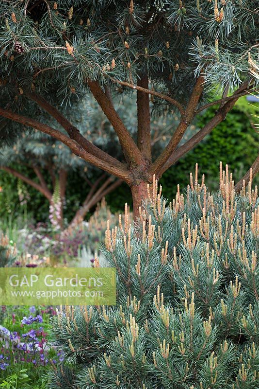 Pinus sylvestris 'Glauca' - blue Scot's pine in the Winton Beauty of Mathematics garden, Chelsea 2016