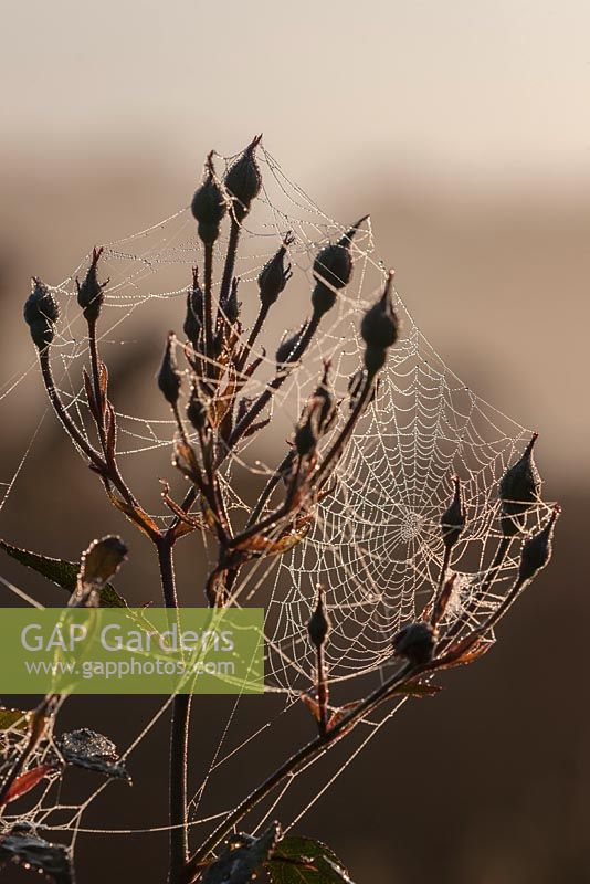 Orb web spider's webs 