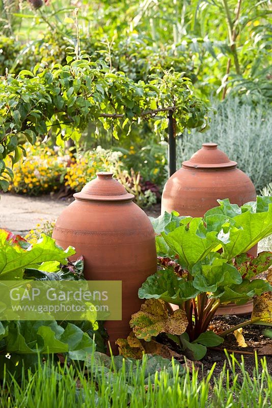Vegetable and herb garden with terracotta rhubarb forcer.