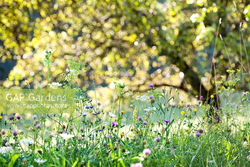 Wildflower meadow: Leucanthemum vulgare - ox-eye daisy, Salvia pratensis. Meadow Clary, Daucus carota - wild carrot seedhead, Verbascum nigrum - Dark Mullein, Trifolium pratense, Cichorium intybus - Chicory, Centaurea jacea brown knapweed.