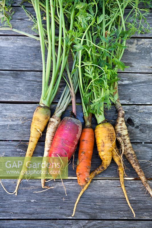 Freshly harvested different coloured carrots and parsley.