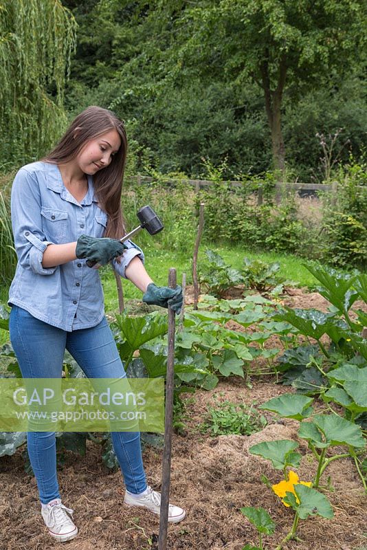 Girl using a rubber mallet to place a stake in a Pumpkin patch