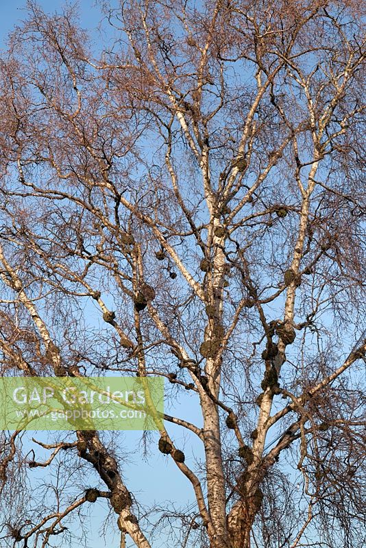 Galls in birch tree 