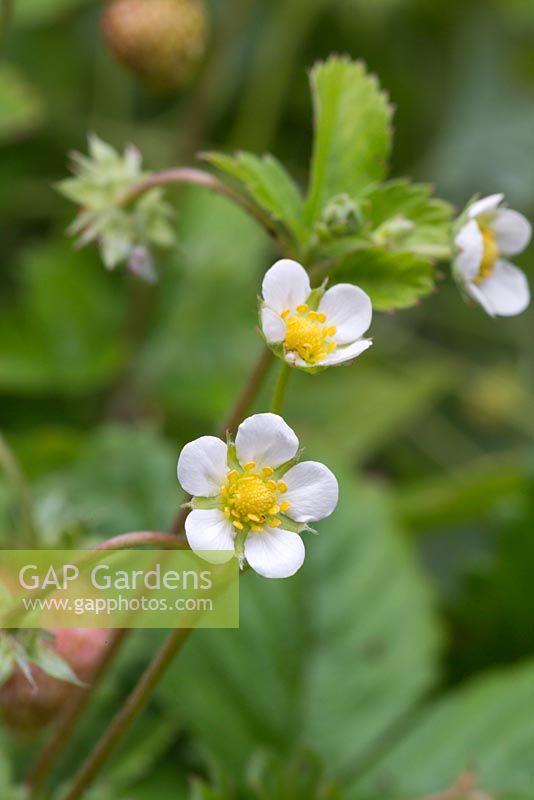 Fragaria vesca - flowers of Alpine Strawberry