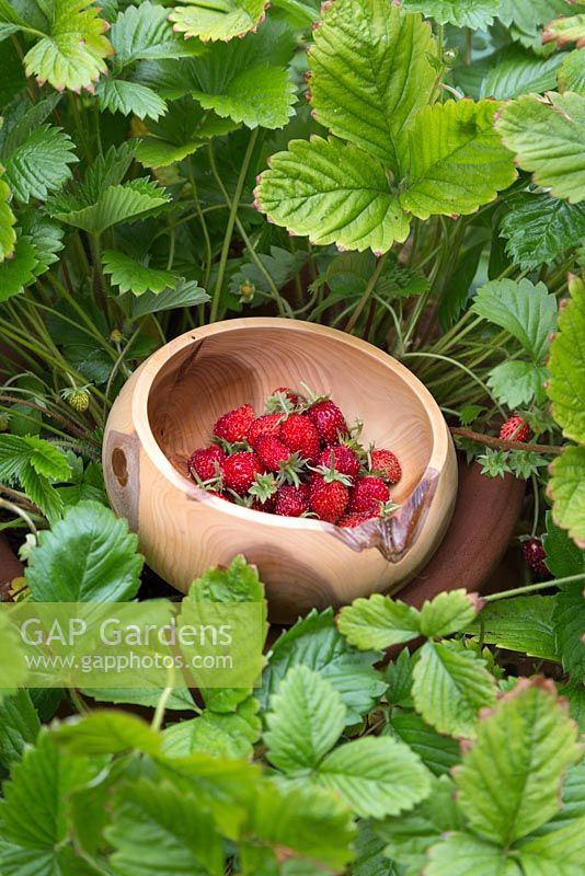 A wooden bowl of harvested Alpine Strawberries