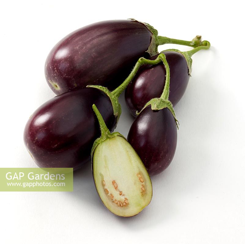 Solanum melongena - mini eggplant