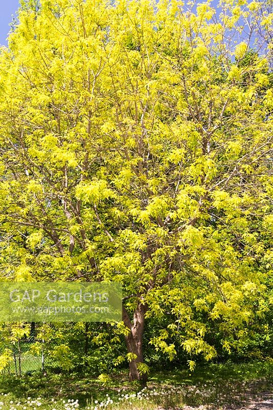 Acer negundo 'Kelly's Gold' - Maple tree in spring, Montreal Botanical Garden, Quebec, Canada