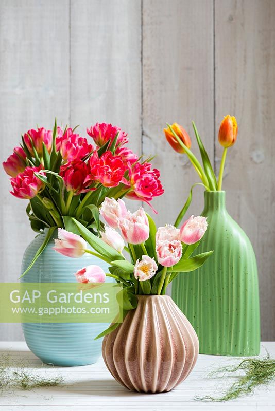 Tulipa 'Bell Song', Tulipa 'Davenport' and Double Early Tulip 'Flash Point' in ceramic vases