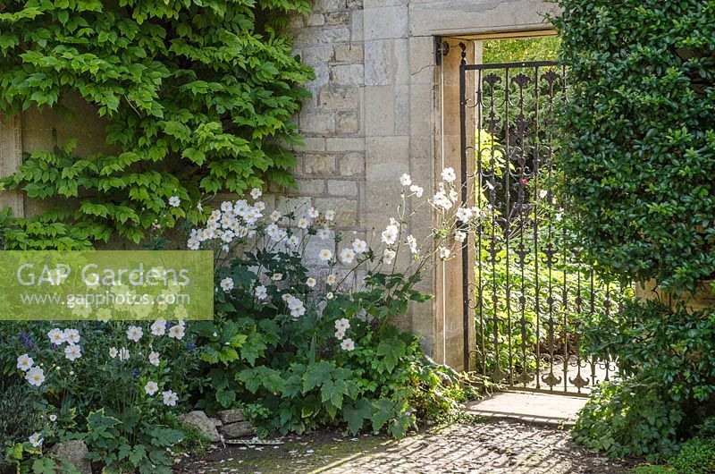 Gate leading through to garden, Anemone x hybrida under Wisteria foliage