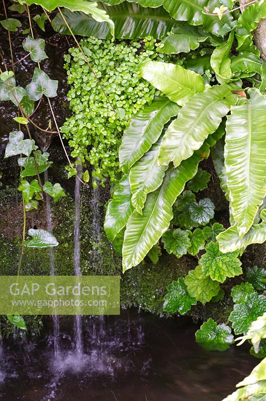 Damp area, waterfall with Hedera, Asplenium scolopendrium - Hart's Tongue Fern and Soleirolia soleirolii - Mind-your-own-business