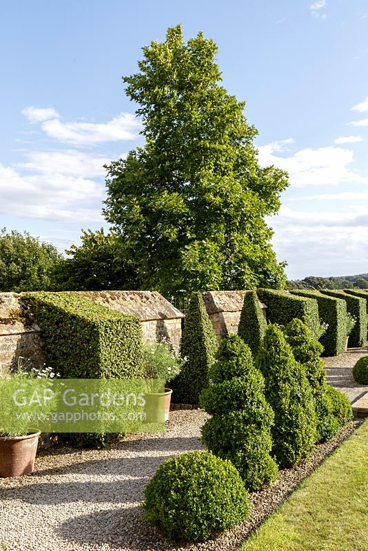 Bourton House Garden, Gloucestershire. Mid summer. View along path edged with topiary Box shapes