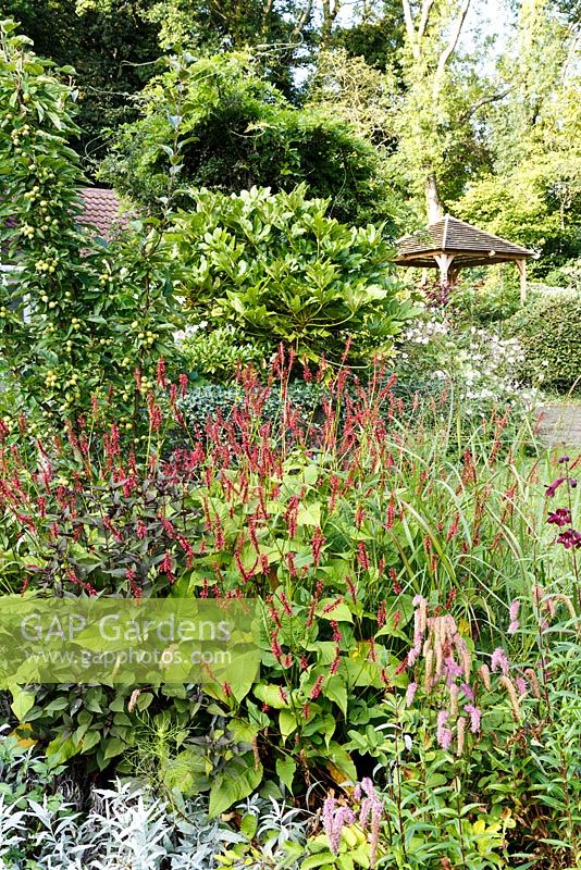 Jackie Healy's garden near Chepstow. Early autumn garden. Persicaria amplexicaulis in mixed autumn border