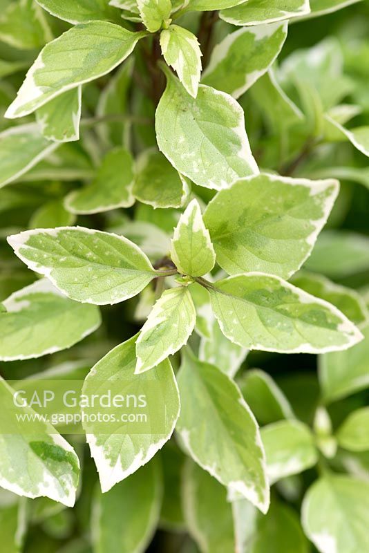 Ocimum x africanum 'Perpetuo', Pesto Perpetuo basil, has creamy variegated leaves and a tall upright habit. Strongly aromatic.