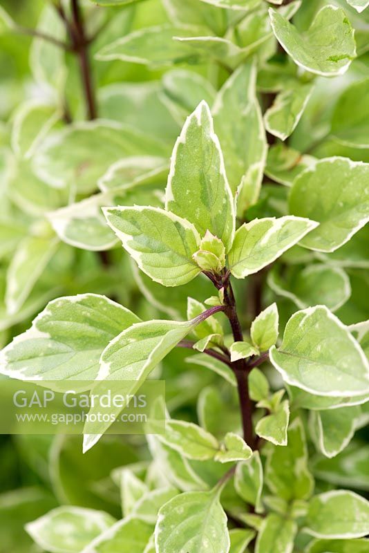 Ocimum x africanum 'Perpetuo', Pesto Perpetuo basil, has creamy variegated leaves and a tall upright habit. Strongly aromatic.