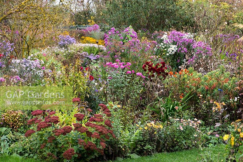 A large colourful autumn border with Chrysanthemum 'Ruby Mound' and 'Bretforton Road' amongst aster, sedum, euphorbia.