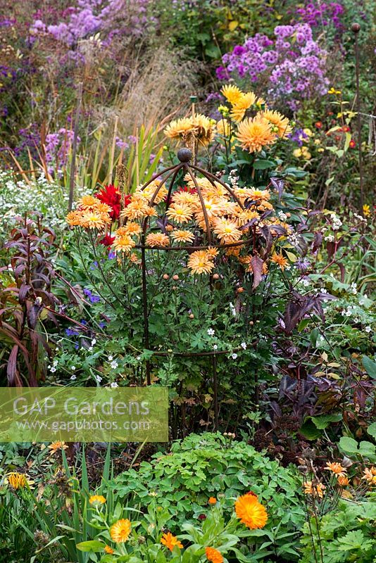 A large colourful autumn border with Chrysanthemum 'Kleiner Bernstein' in a metal support alongside dahlias, asters and ornamental grasses.