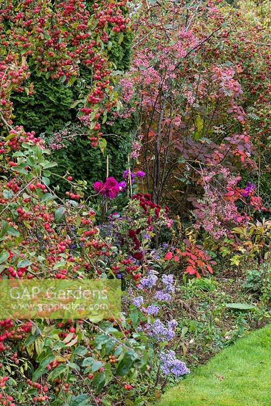 A hot border with crab apples, asters, pink berried Sorbus, cotinus and dahlias.