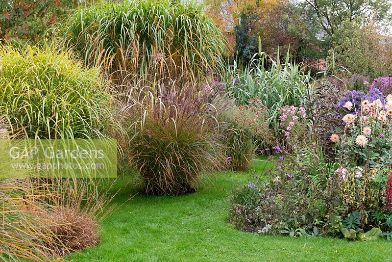 Miscanthus sinensis 'Gracillimus' in an ornamental grass display area.