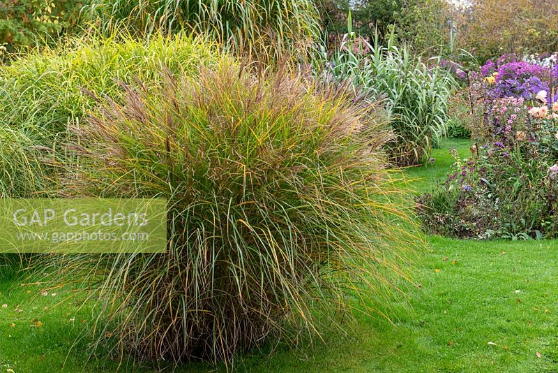 An autumn garden with ornamental grasses such as this Miscanthus sinensis, planted in a lawn.