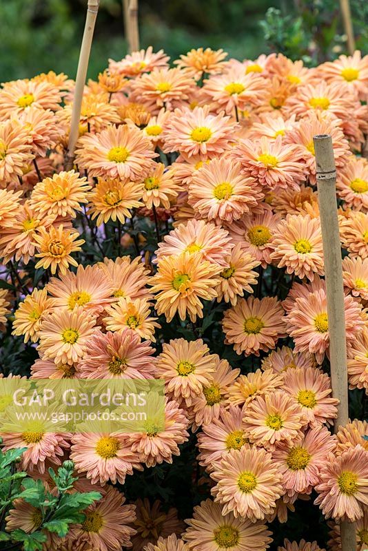 Chrysanthemum 'Kleiner Bernstein', hardy scented chrysanthemum, perennial., October.