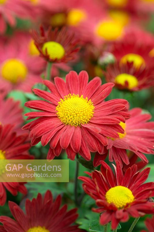 Chrysanthemum 'Belle', a hardy perennial with dark terracotta flowers that intensify in colour as they mature, October.