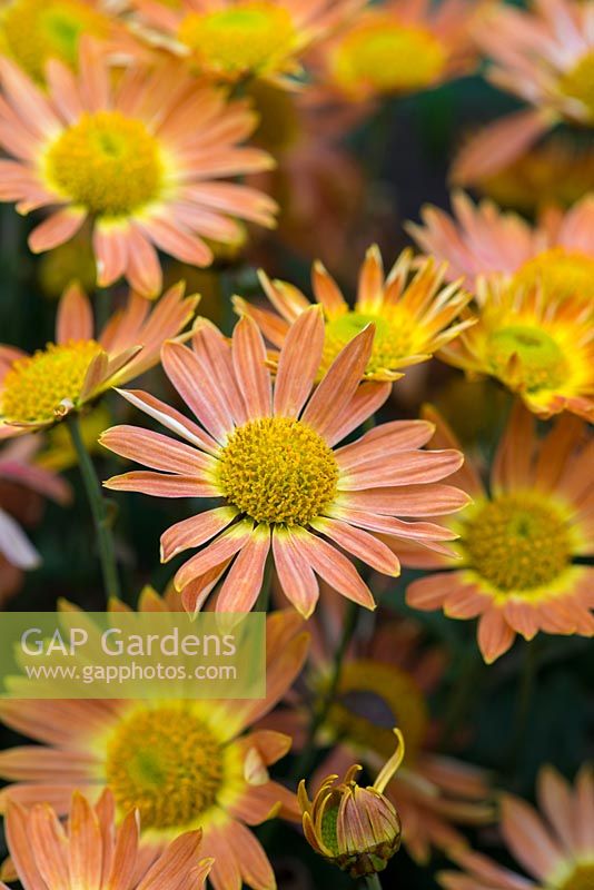 Chrysanthemum 'Cottage Bronze', very old hardy variety with apricot and bronze flowers. Very reliable.