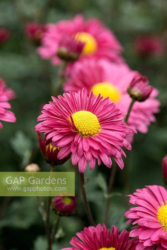 Chrysanthemum 'Dulwich Pink', a dark pink hardy perennial in bud, changing with age to a lighter pink. October.