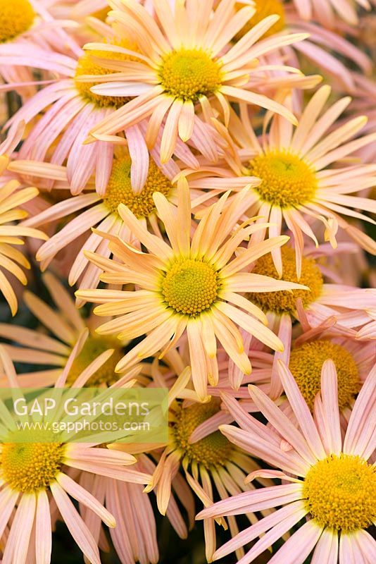 Chrysanthemum 'Mary Stoker, a rubellum hardy variety whose pink flowers intensify with age, October.