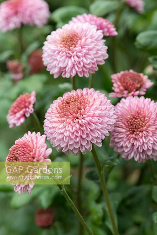 Chrysanthemum 'Mavis', a compact variety with larger pompon flowers, October.