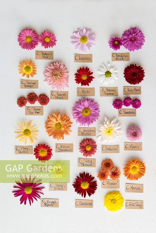 A selection of hardy perennial chrysanthemum blooms, with names.