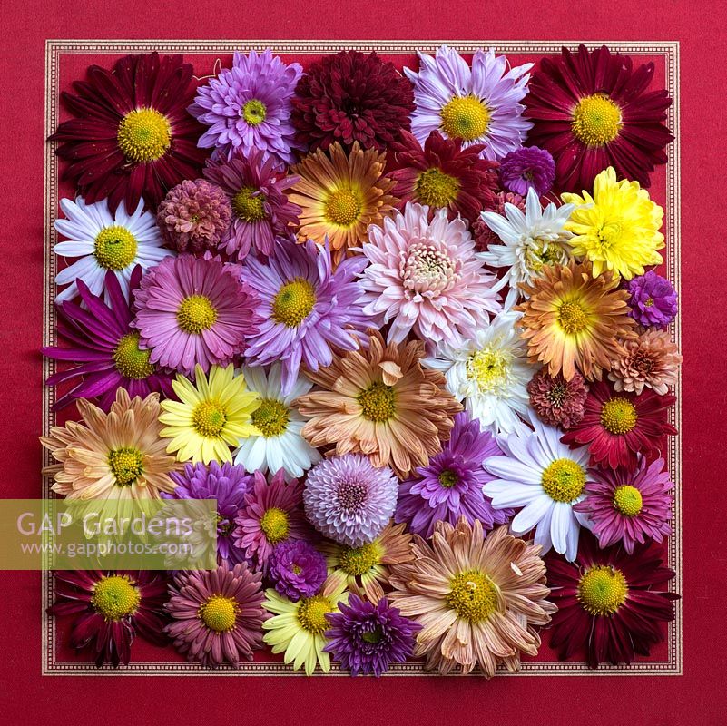 A display of colourful chrysanthemum blooms.