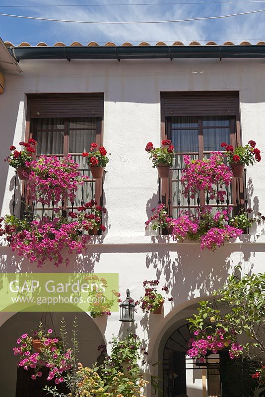 Pelargoniums and petunias in window boxes on house front - May, Cordoba, Spain