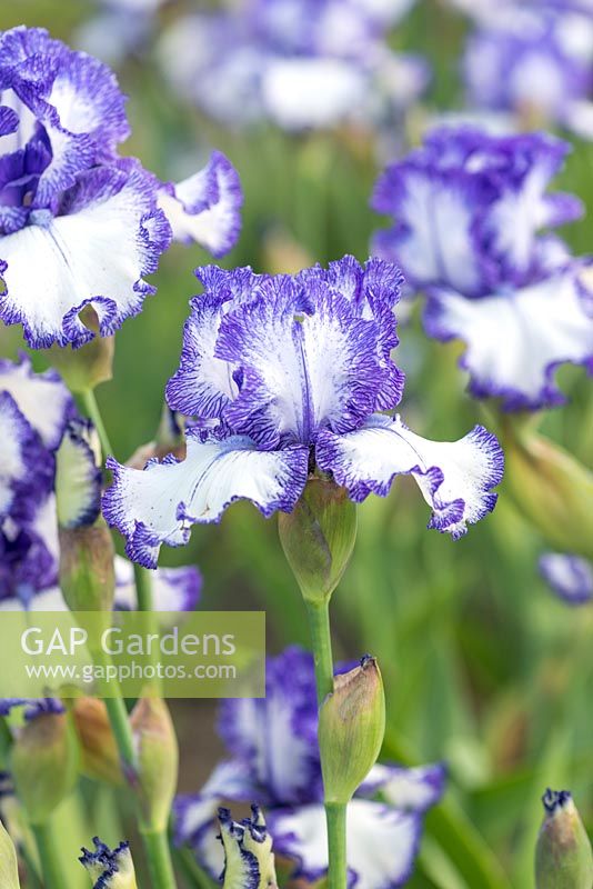 Iris 'Ink Patterns', a tall bearded iris with white standards and falls veined with violet blue. Strong stems with many buds. Flowers from May.