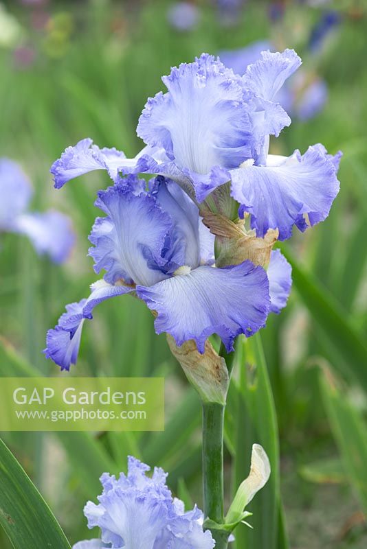 Iris 'Cloud Ballet', a lightly fragrant, tall bearded iris with pale blue to white standards and falls with darker edges. Flowers from May.