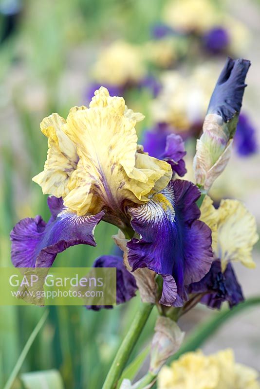 Iris 'Jurassic Park', a tall bearded iris with light mustard yellow standards above purple falls with paler edges. Flowers from May.