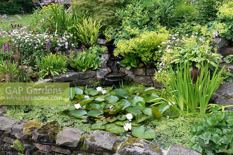 A raised pond with waterlilies surround by Primula vialii, hosta, Alchemilla mollis, bergenia and geranium.