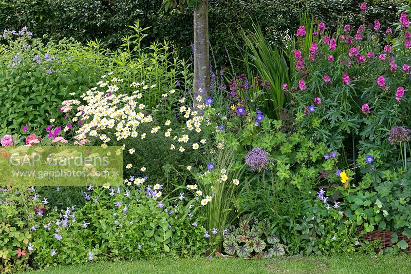 A mixed summer border with Argyranthemum, geranium, Allium, Achillea, Sidalcea hendersonii and Viola cornuta.
