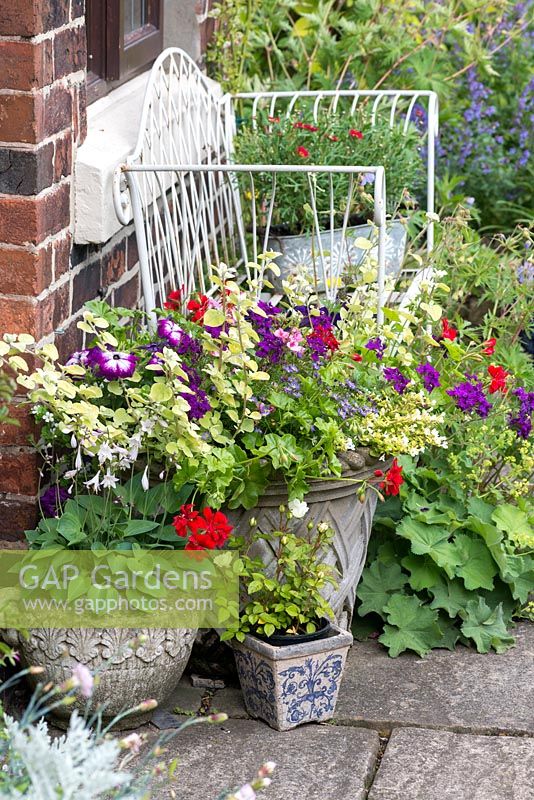 A cottage garden with metal bench and container planted with Petunia, Verbena, Brachyscome, Hosta and a small patio rose.