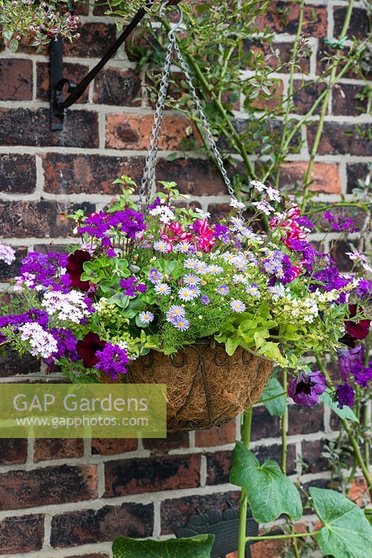 A colourful hanging basket planted with Brachyscome, Fuchsia and trailing Verbena.