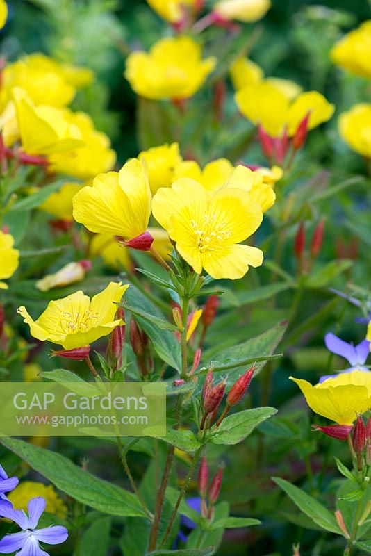 Oenothera biennis, evening primrose, a perennial that flowers from June to September.