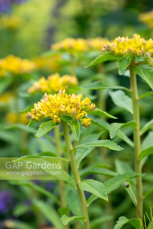 Sedum aizoon 'Euphorbioides', a stonecrop with fleshy leaves and golden flowers.
