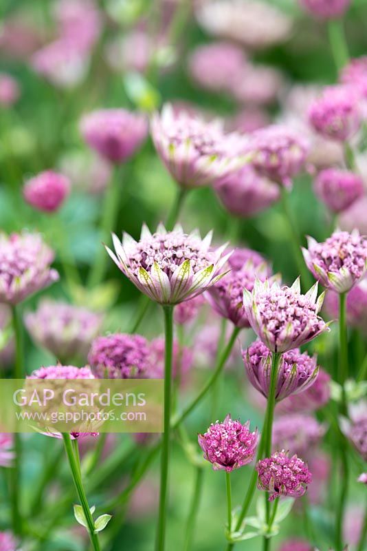 Astrantia 'Roma', masterwort or Hattie's pincushion, perennial bearing many pink flowers with green tipped bracts, from June until early autumn.