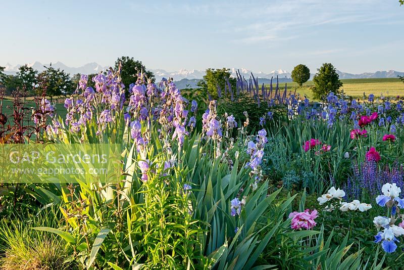 Iris sibirica eliator, Veronica spicata , Papaver orientalis Marlene, salvia pratensis