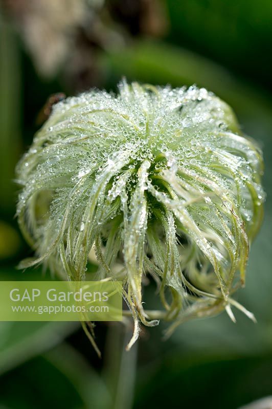 Seedhead with dew Clematis integrifolia 