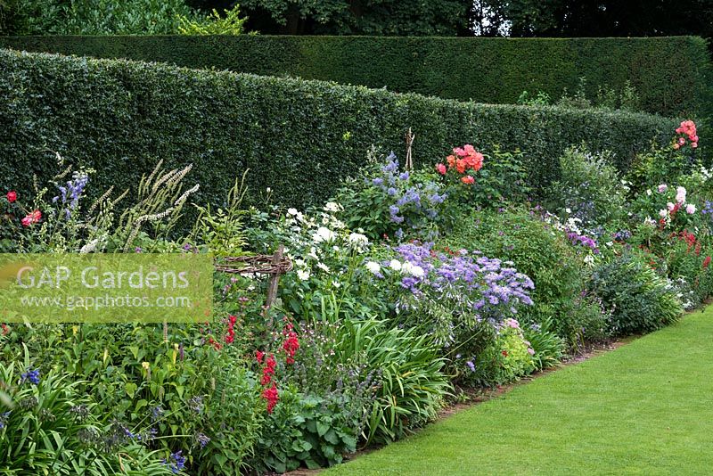 The Holly Hedge Border and lawn. planted with  Penstemon 'King George', Rosa 'Iceberg', Dahlia  'Karma Serena', Aster x frikartii 'Monch',  Ceanothus 'Henri Desfosses' and 'Gloire de Versailles' and Rosa 'Fred Loads'.